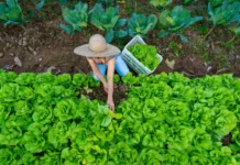 Agricultores podem se inscrever para Programa Nacional de Crédito Fundiário