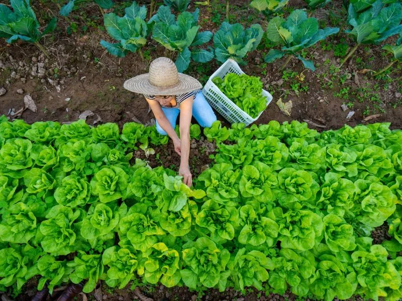 Agricultores podem se inscrever para Programa Nacional de Crédito Fundiário