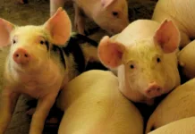 SC bate recorde no Valor da Produção Agropecuária em 2023