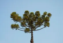 Homem é multado em R$ 7,5 mil por envenenar araucárias