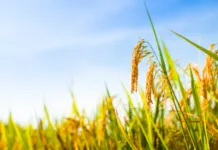 Enchentes no RS repercutem no preço do arroz, soja e leite