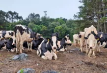 Produtores rurais devem atualizar seu cadastro na Cidasc até 30 de julho