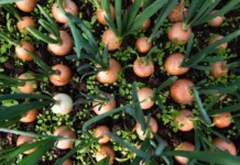 SC garante o abastecimento de cebola para o mercado nacional