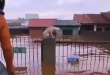 Veja imagens comoventes dos animais resgatados no RS