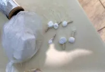 Ocorrência de furto termina em prisão por tráfico de drogas