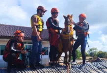 Cavalo Caramelo é salvo das enchentes no Rio Grande do Sul