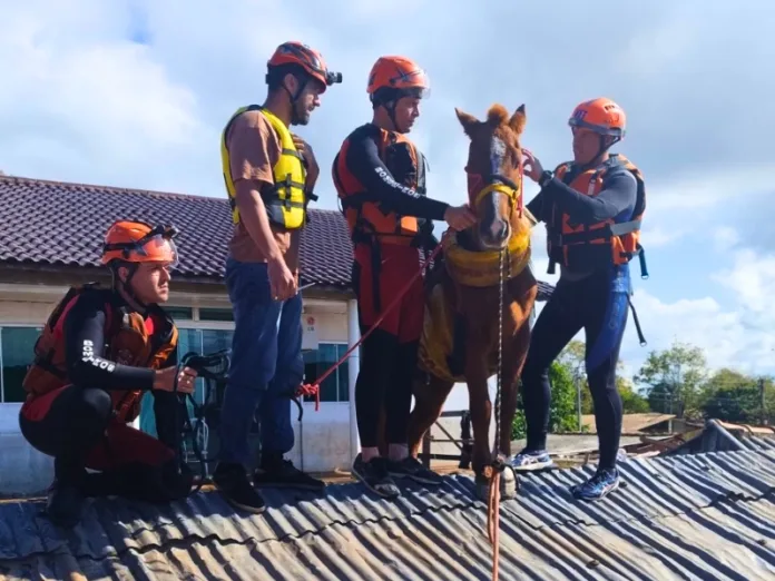 Égua Caramelo é salva das enchentes no Rio Grande do Sul