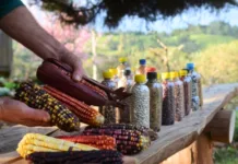 Epagri destaca a proteção agrícola em congresso internacional