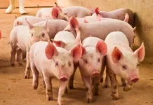 Santa Catarina lidera produção de carne suína e puxa crescimento do PIB