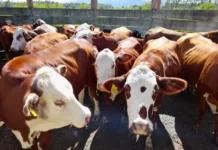 Cidasc promove o VII Fórum Catarinense de Prevenção da Febre Aftosa