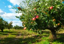 Clima quente traz cenário preocupante para a fruticultura da região