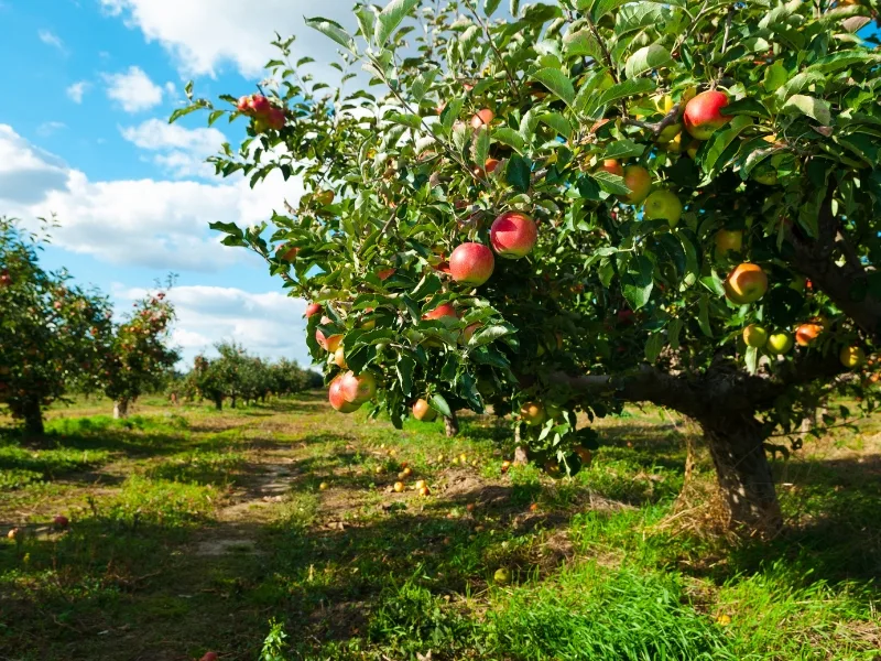 Clima quente traz cenário preocupante para a fruticultura da região