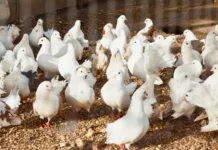 Prorrogado por 180 dias o estado de emergência contra gripe aviária