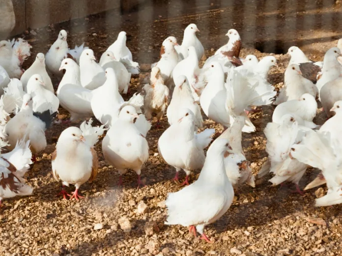 Prorrogado por 180 dias o estado de emergência contra gripe aviária