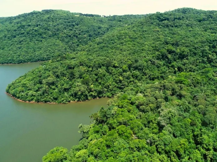 Santa Catarina reduz em 86% o desmatamento da Mata Atlântica