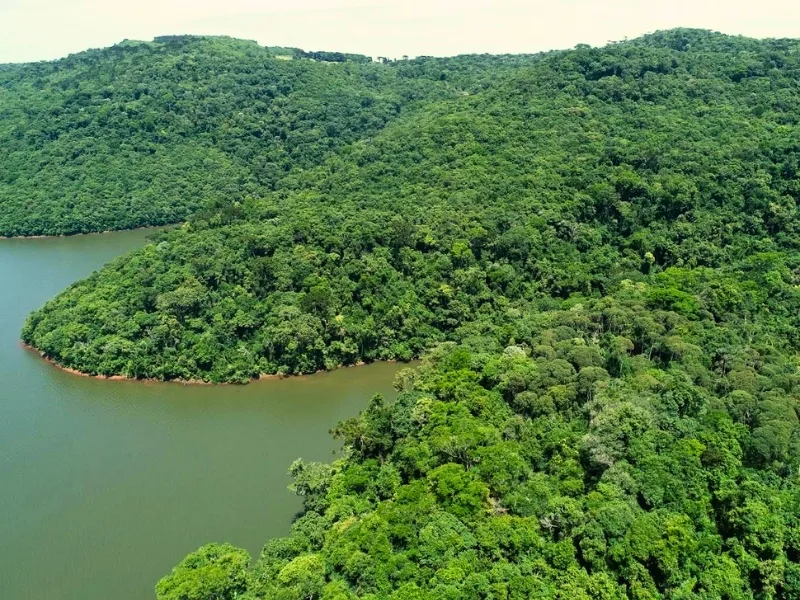 Santa Catarina reduz em 86% o desmatamento da Mata Atlântica