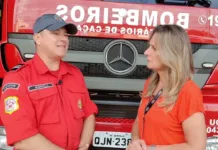 Subir em araucárias para colher pinhão pode causar acidentes