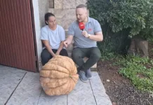 Agricultora colhe abóbora com quase 60 kg