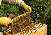 Produção de mel sofre com condições climáticas adversas em SC