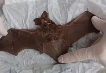 Criança é mordida por morcego enquanto brincava em SC