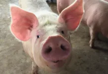 SC comemora nove anos como zona livre de peste suína