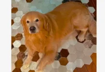 Câmara aprova projeto de rastreamento de pets em voos