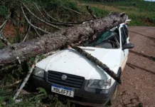 Pinheiro cai e destrói veículo no interior caçadorense