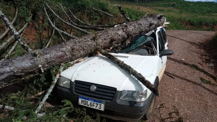 Pinheiro cai e destrói veículo no interior caçadorense