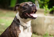 Videira lança Programa Castração Animal para pit bulls