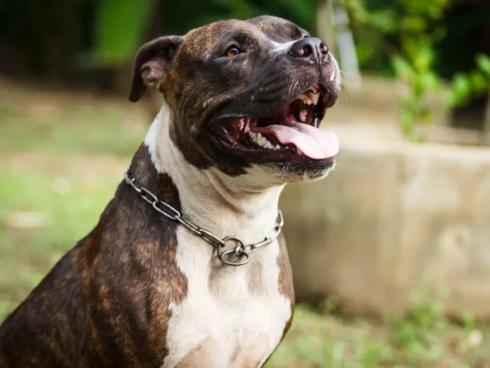 Videira lança Programa Castração Animal para pit bulls