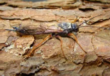 Atenção especial com a Vespa-da-Madeira em plantações de pinus