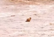 Temporais no RS geram prejuízos de R$ 500 milhões no agro