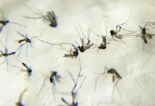 TCE intima 82 municípios de SC sobre plano contra dengue