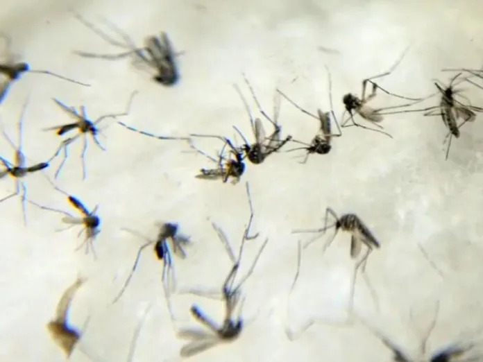 TCE intima 82 municípios de SC sobre plano contra dengue