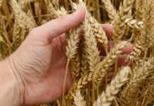 SC prevê aumento de 40,8% na produção de trigo na safra 2024/2025