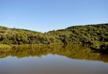 Fiesc e Adami são parceiros da 3ª Ação RBVerde