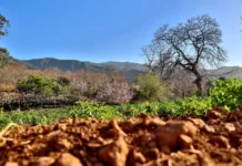 Análise do solo é fundamental para a agricultura