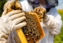 Apoio financeiro à apicultura é aprovada na Comissão de Finanças