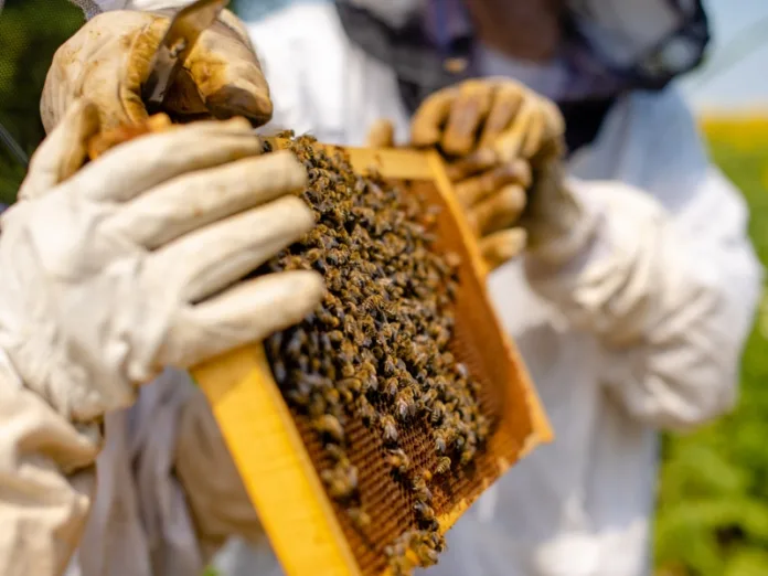 Apoio financeiro à apicultura é aprovada na Comissão de Finanças