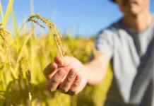 Conab diz que Brasil tem arroz suficiente para o mercado interno