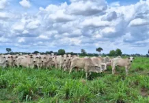 Preço do boi segue estável e oferta de carne bovina cresce