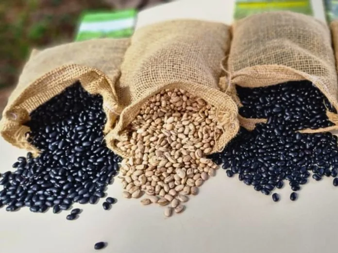 Safra do feijão é destaque no Boletim Agropecuário de junho