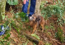 Cachorro que caiu em poço com 15m de profundidade é resgatado