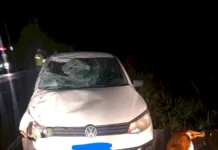 Vaca é atropelada e morre na SC-350