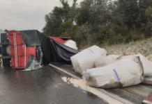 Carreta carregada de sacas de trigo capota em Curitibanos