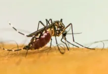 SC tem mais de 4 mil casos de dengue e investiga 4 mortes pela doença