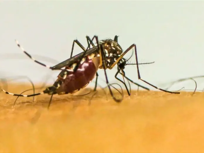 Brasil lidera ranking com 6,3 milhões de casos de dengue