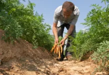 Epagri realiza 1º Workshop sobre produção de cenoura