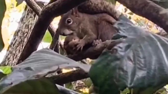 Esquilo serelepe é registrado em vídeo na Epagri em Caçador