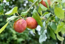 Manejo de precisão em frutas de caroço será tema de palestra